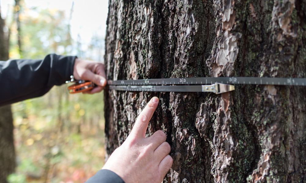 Forest Measuring Tools