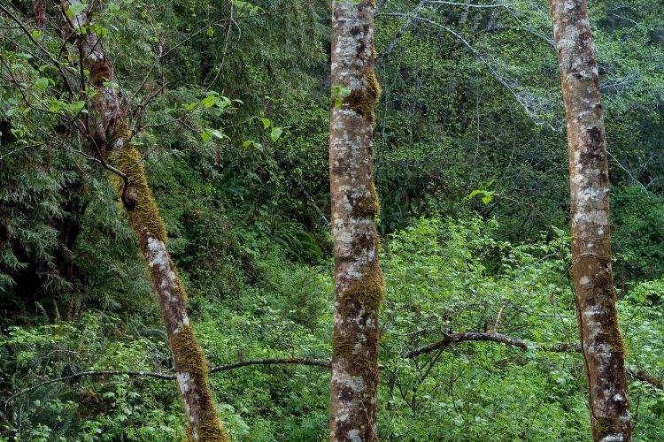 Alder Trees 