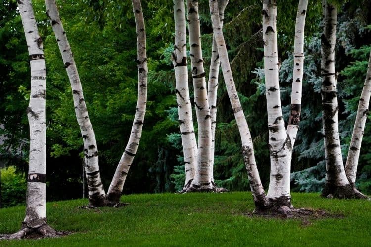 Birch Tree