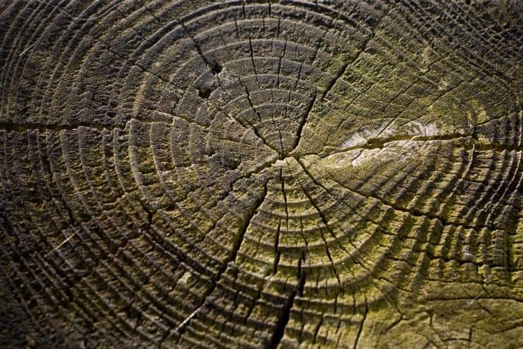 Growth rings