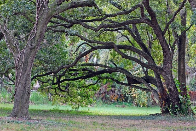 Oak Trees