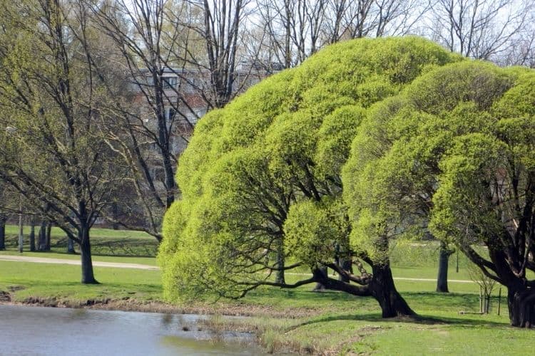 Willow Trees