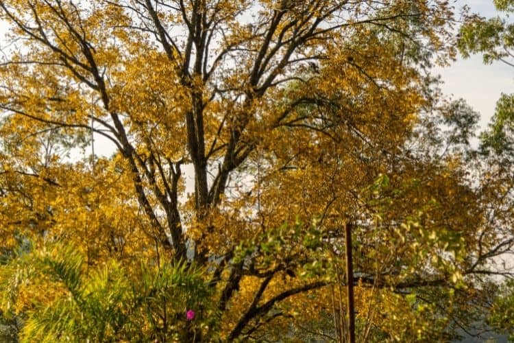 pecan trees