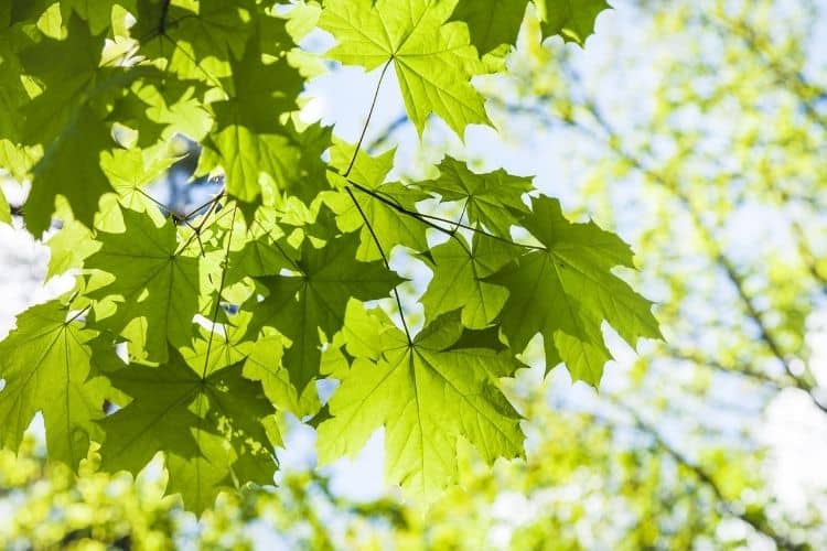 Identification of Maple Tree