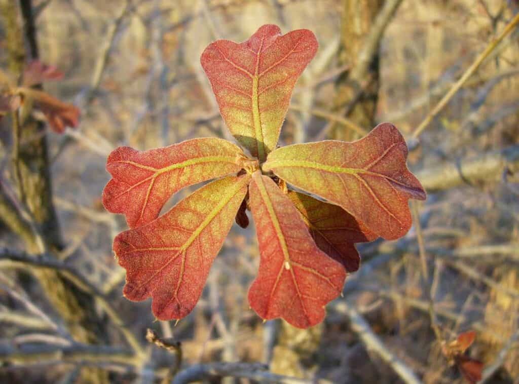 Blackjack Oak Flower