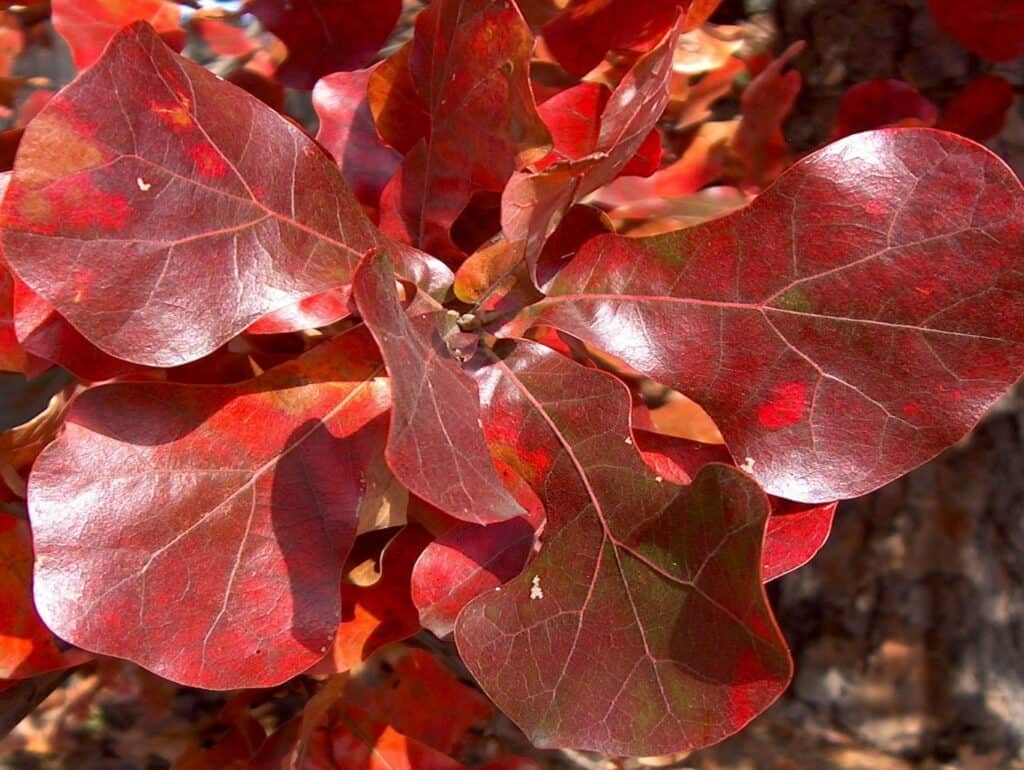 Blackjack Oak flower tree