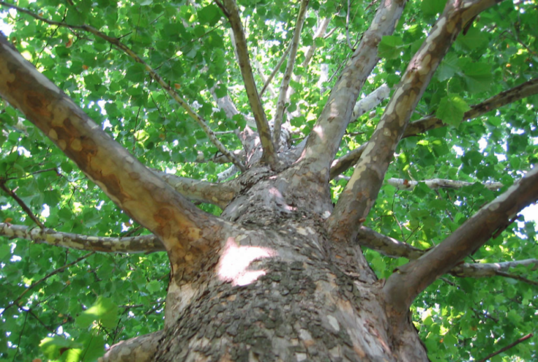sycamore wood uses