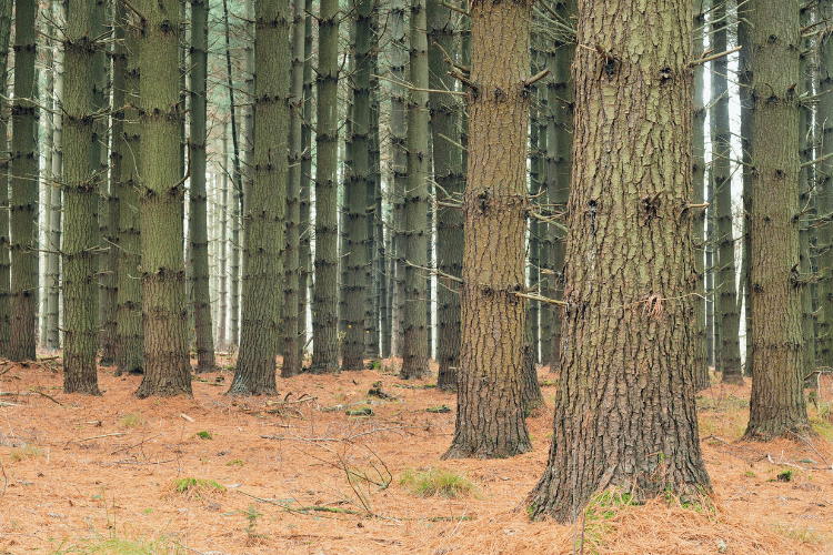 Pine Wood