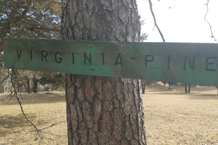 Virginia Pine