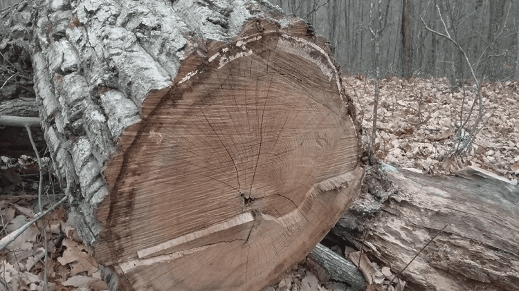 Lumber Guide: Chestnut Oak Wood Uses - The Forestry Pros