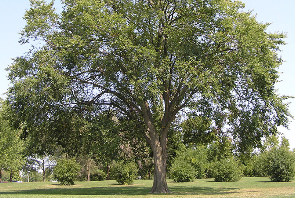 Is Elm a Good Firewood? The Forestry Pros