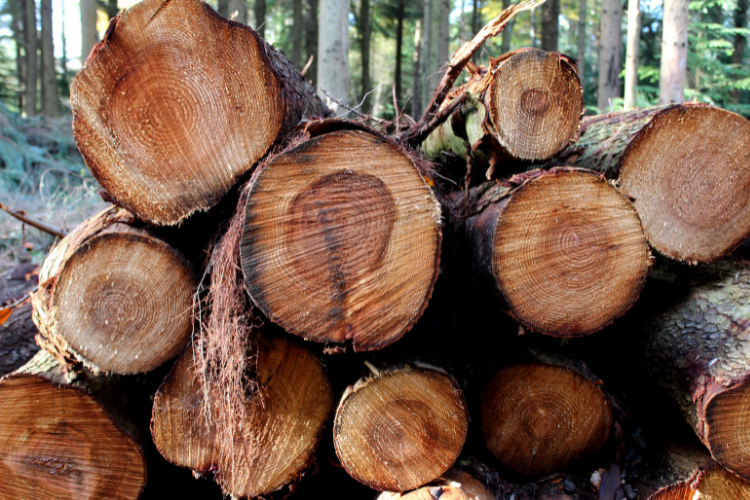 Sawn Timber Logs