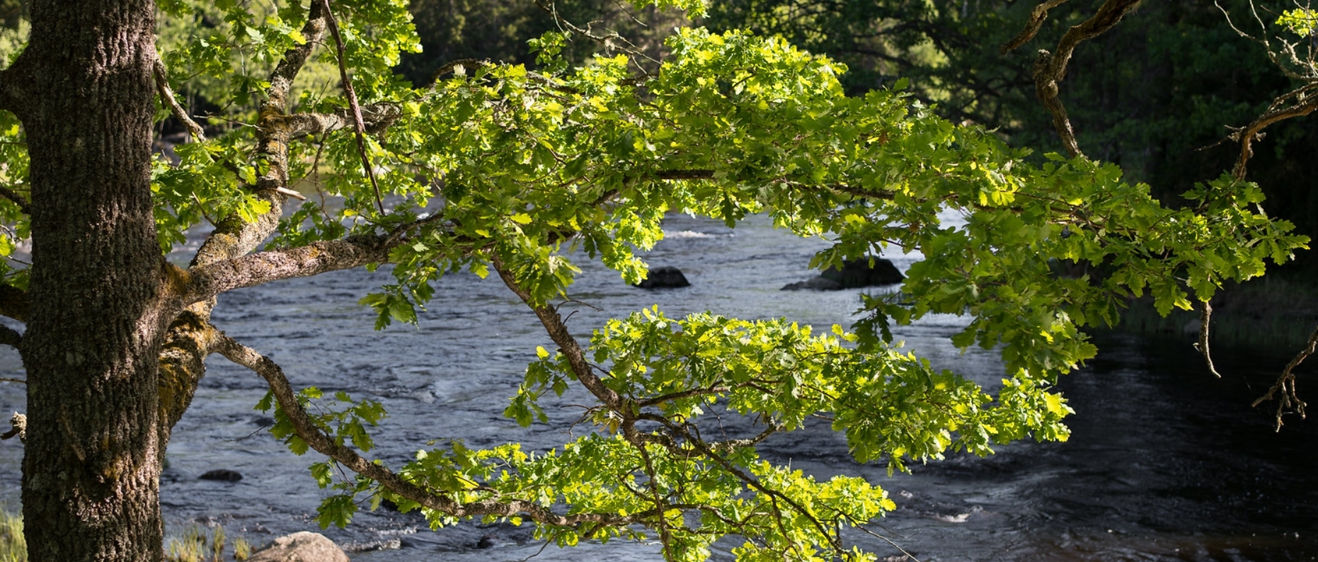 Water Oak Tree