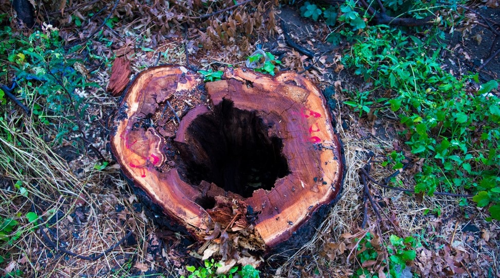 stump removal burning