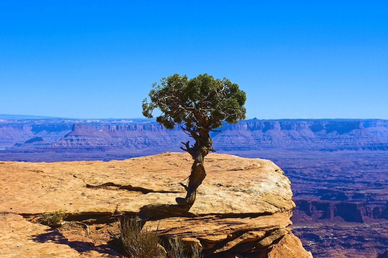 juniper tree