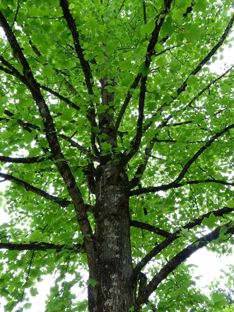 Liriodendron Tulipifera