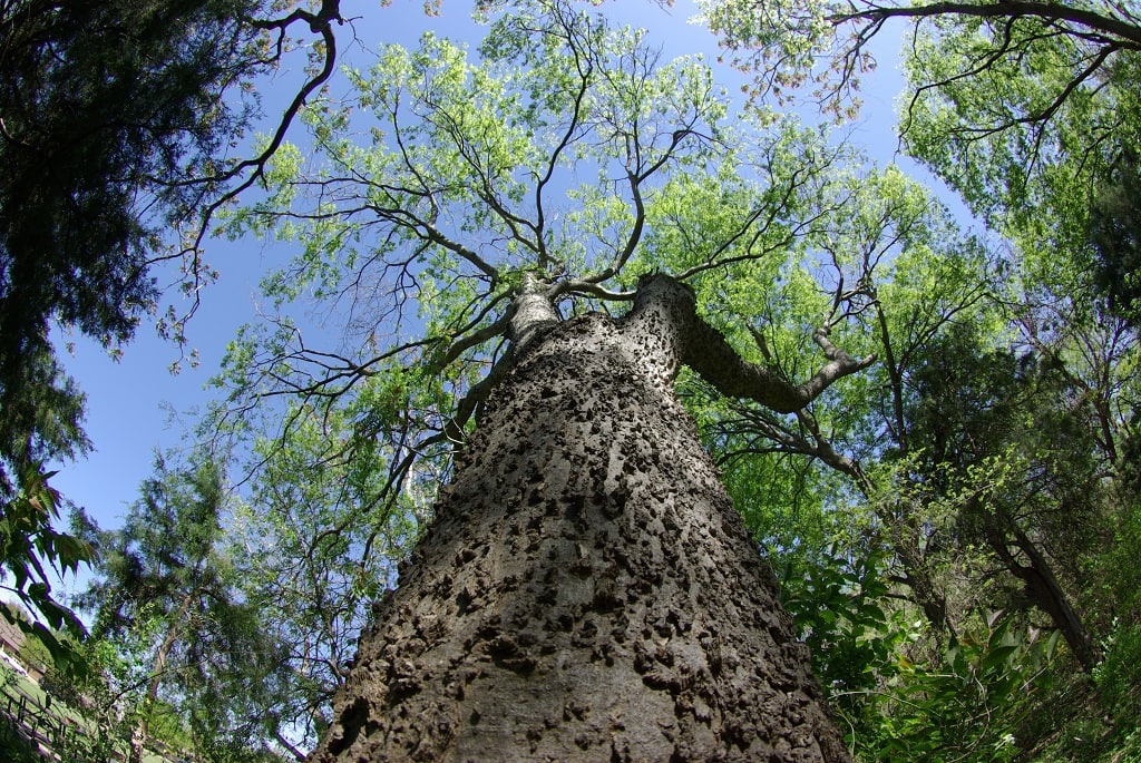 Celtis laevigata