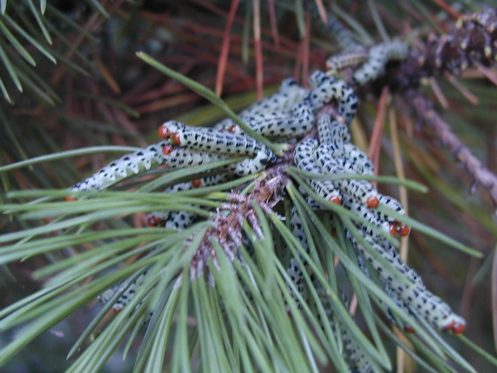 pine sawflies