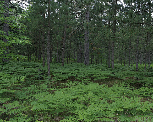 norway pine tree forest