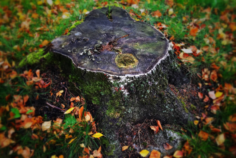 How to Rot a Tree Stump Fast with Chemicals The Forestry Pros