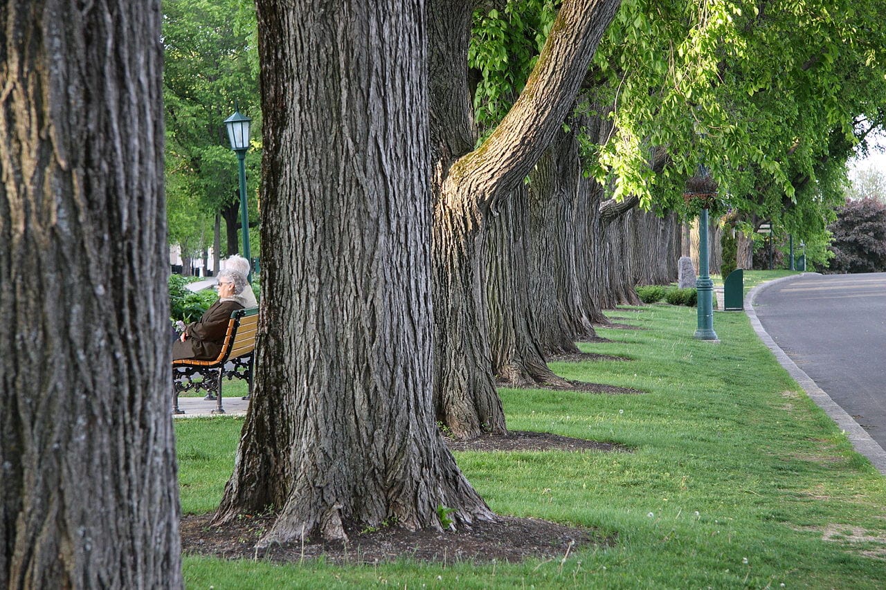 american elm