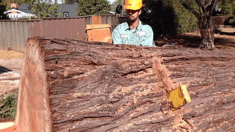 california redwood 