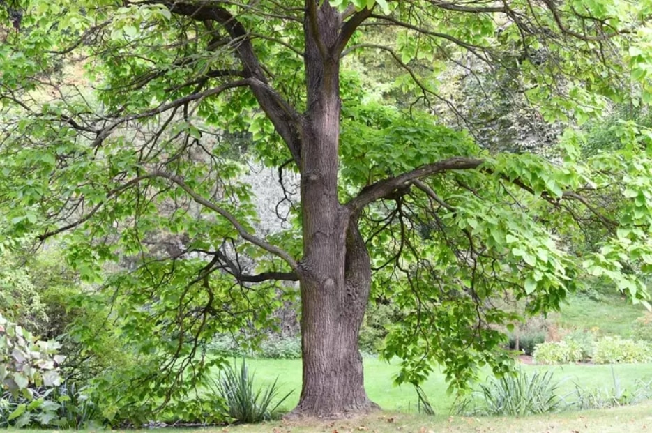 catalpa tree