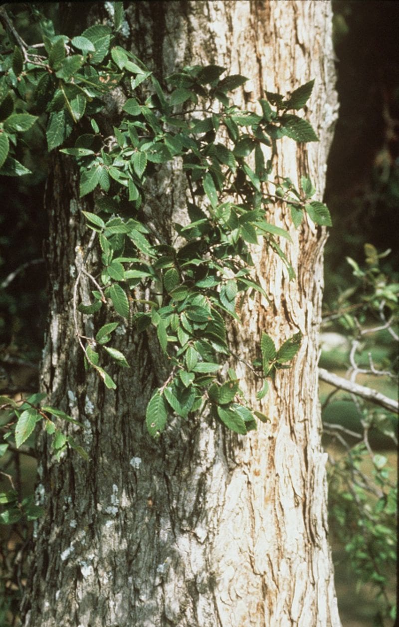 cedar elm