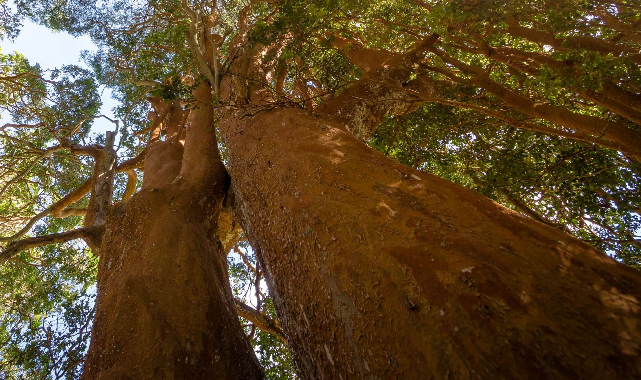 Myrtle Tree