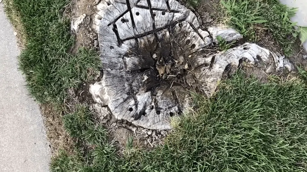 How To Rot A Tree Stump Fast With Chemicals The Forestry Pros