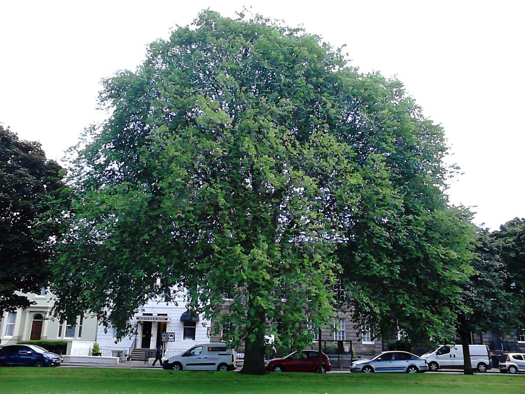 dutch elm