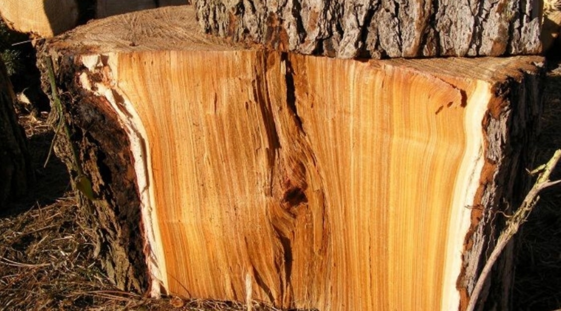 elm as a firewood