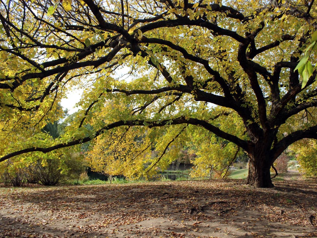 elm-wood-uses-guide-exploring-its-versatile-properties-the-forestry-pros