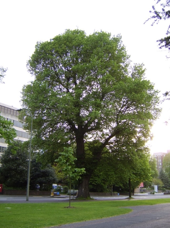 english elm