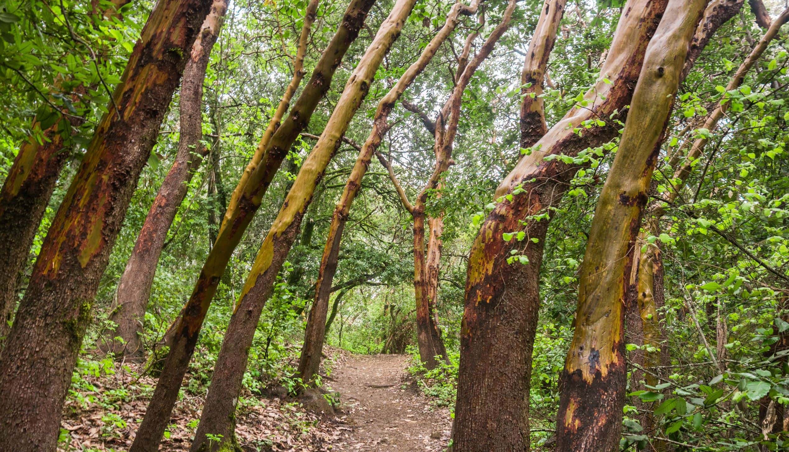 Madrone Trees