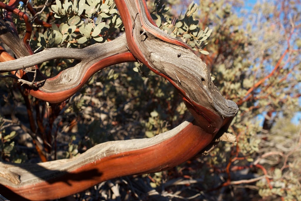 manzanita qualities to look for