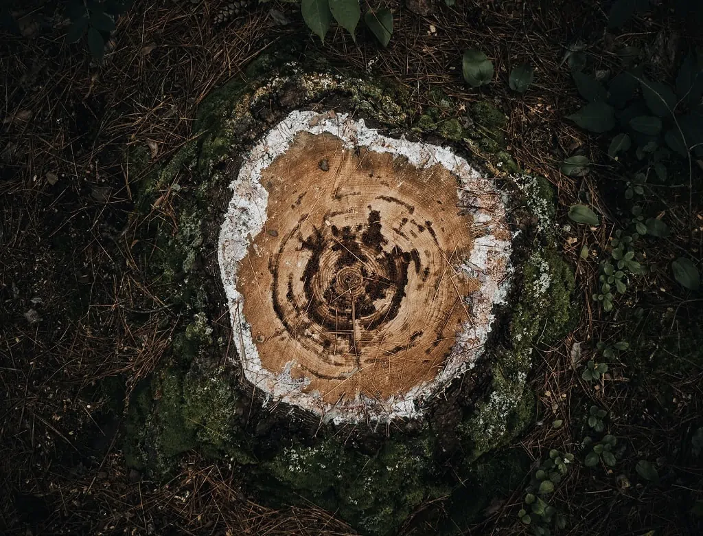 How to Rot a Tree Stump Fast with Chemicals - The Forestry Pros