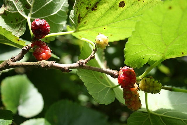 mulberry leaves and fruit