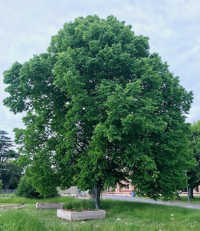 mulberry tree