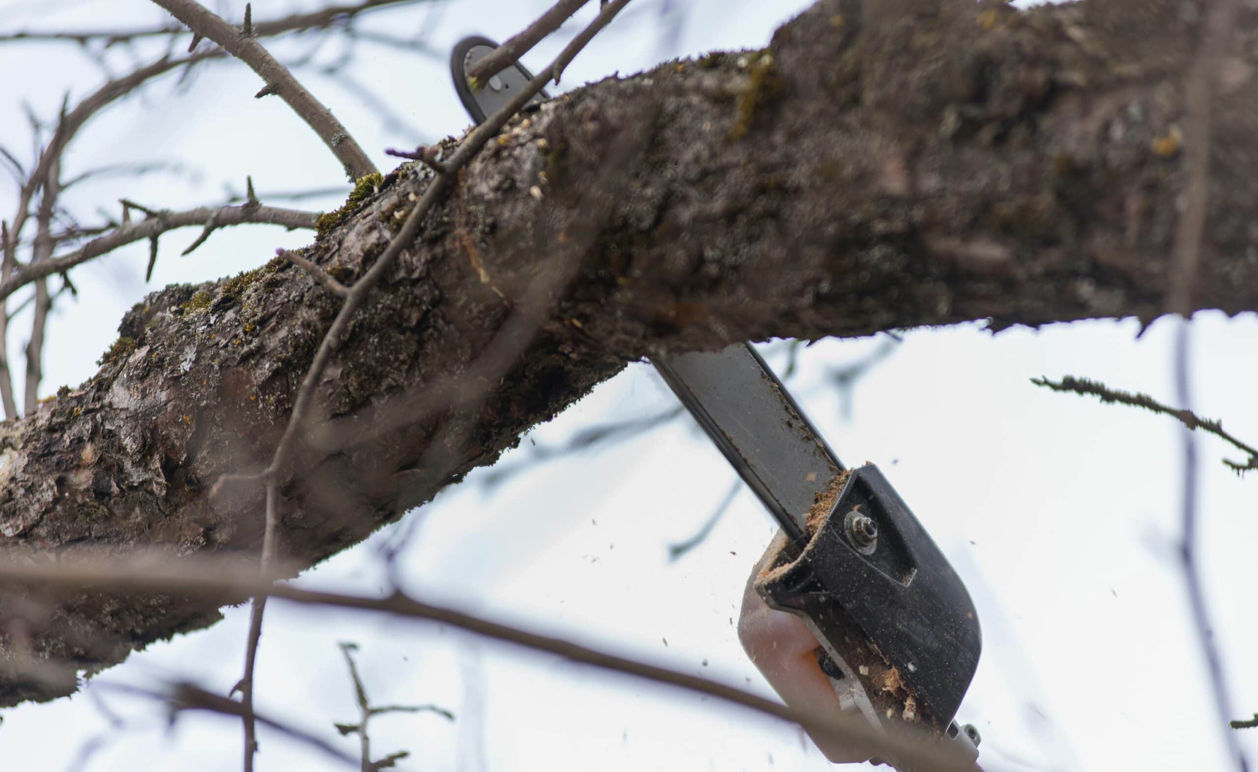 Pole saw cutting tree branch