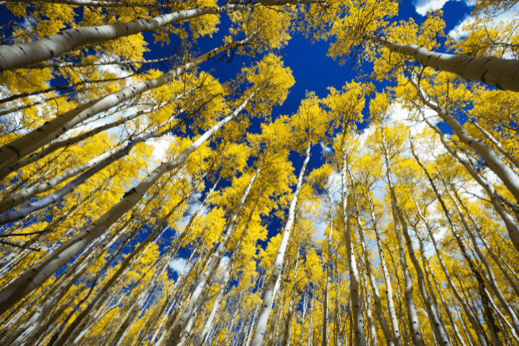 aspen tree lifecycle