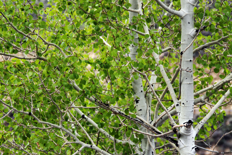 aspen tree varieties