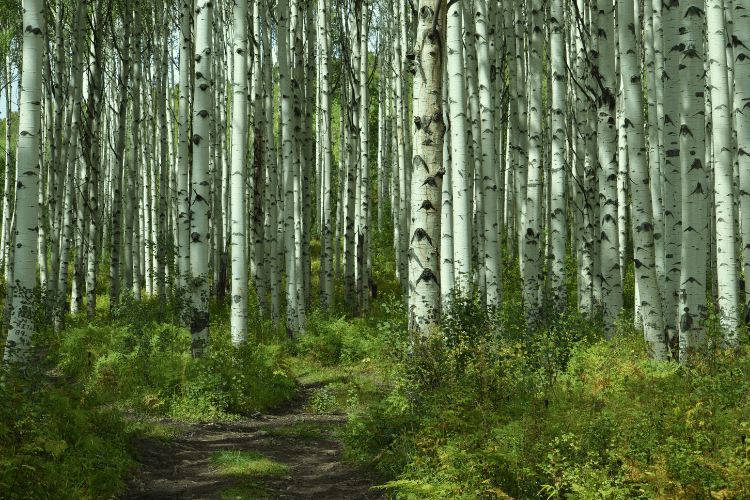 aspen tree