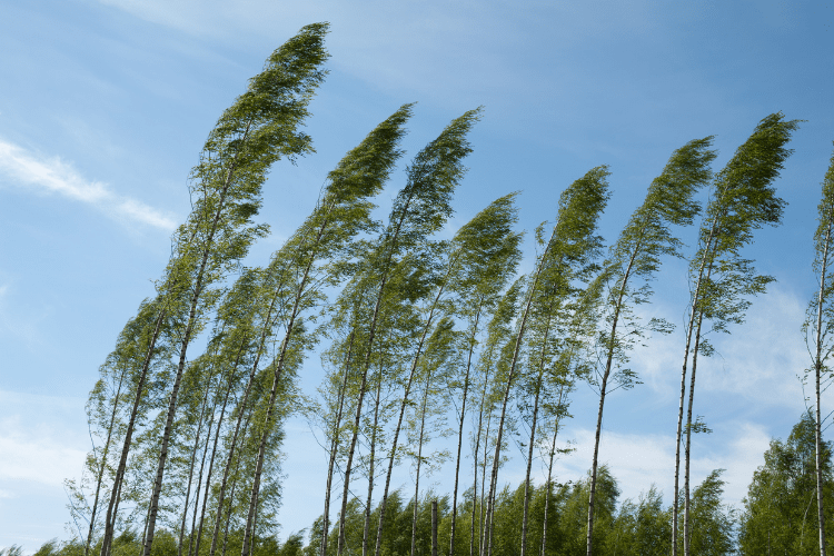 birch native habitats