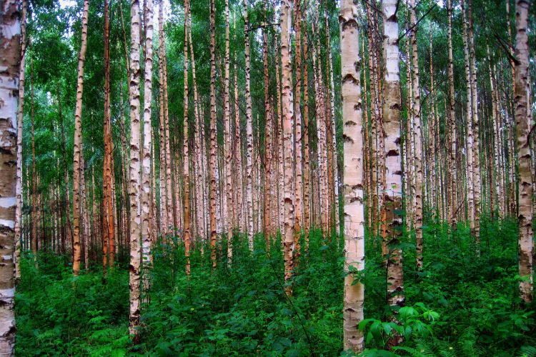 birch trunk markings and bark