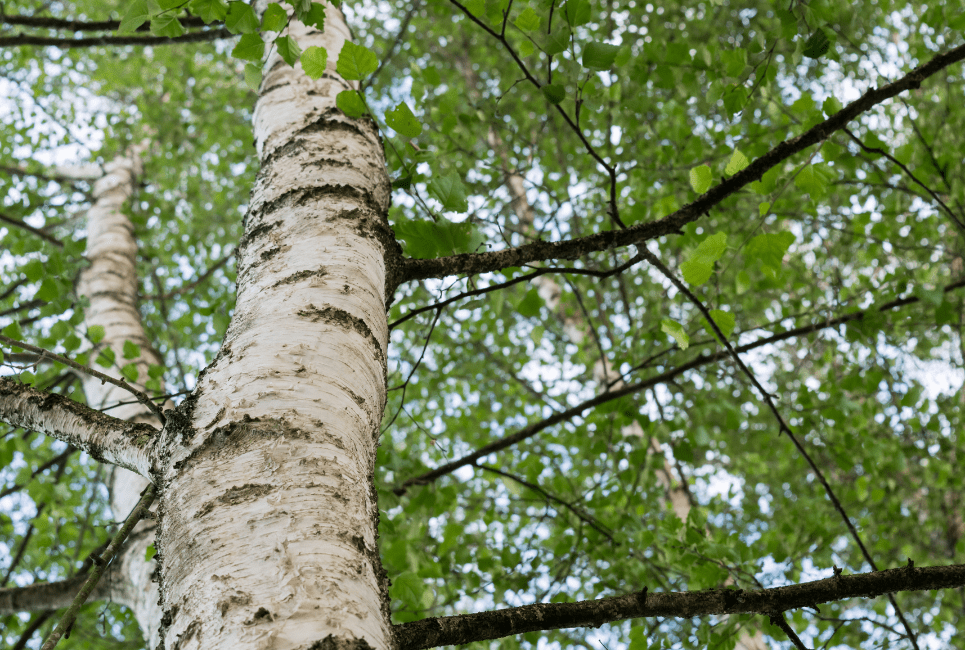 Birch vs Aspen The Forestry Pros